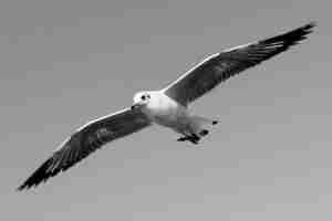 The flight.....